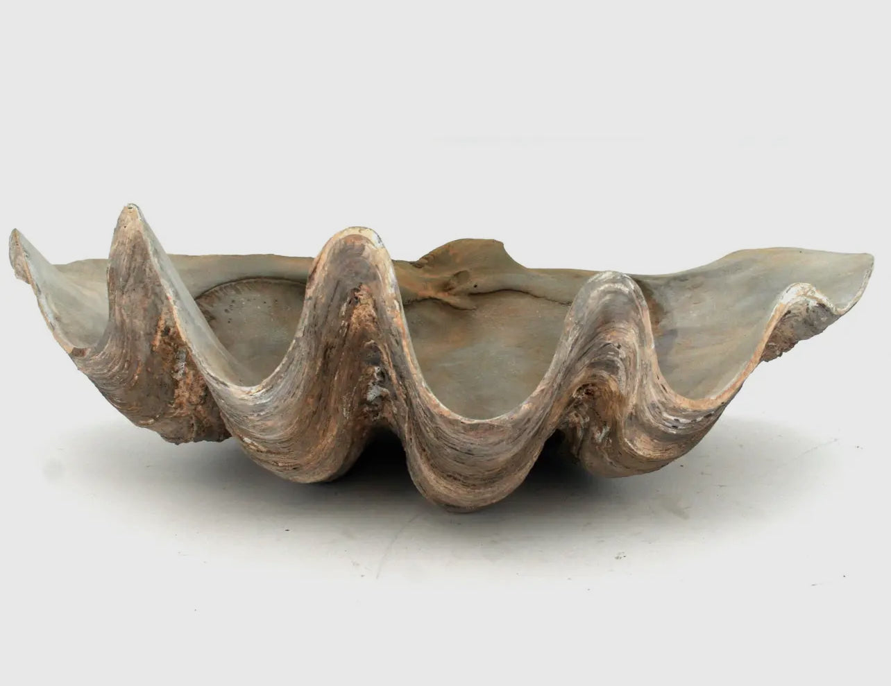 Fossilized Clam Shell