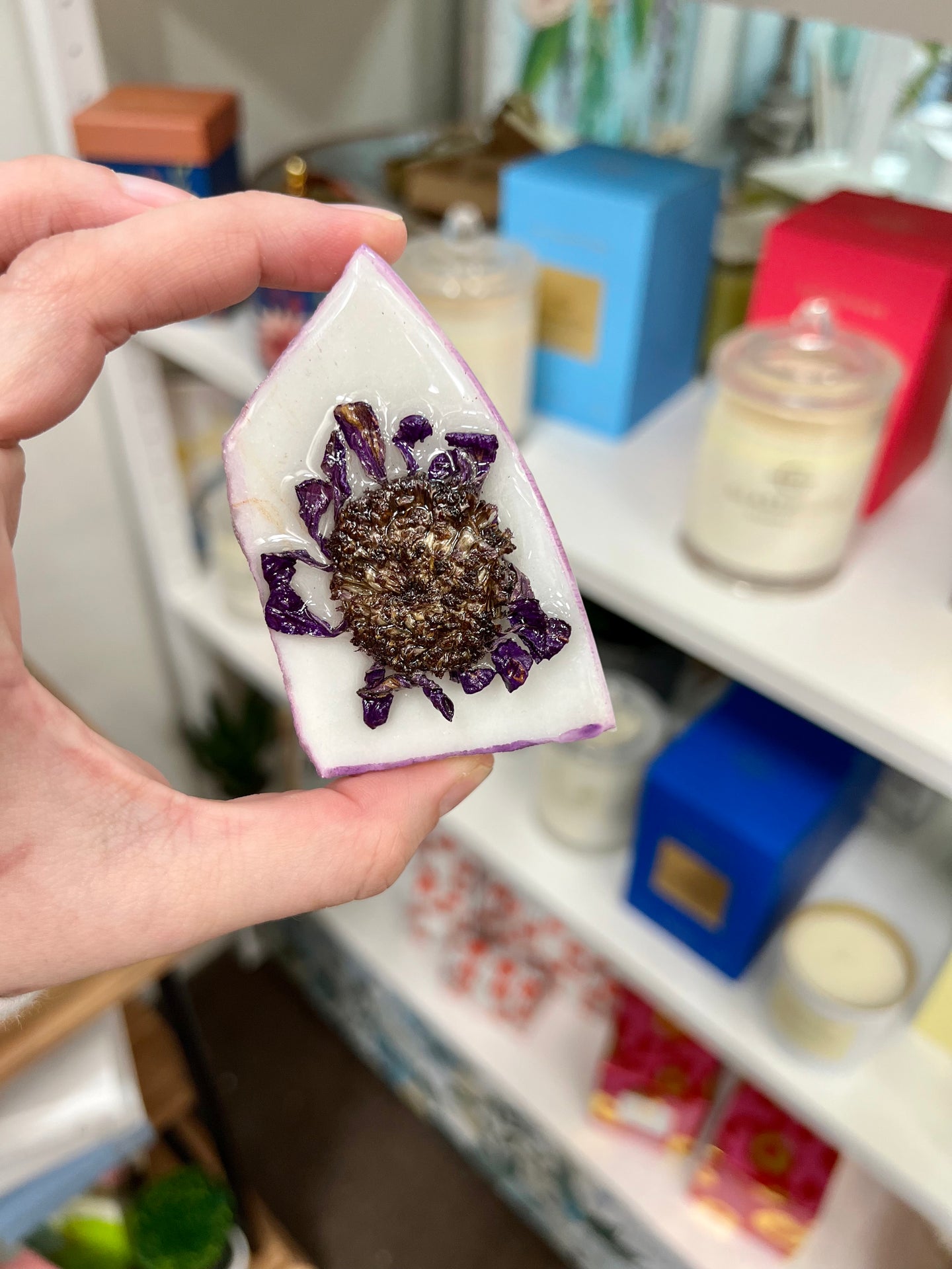 Single purple Zinnia