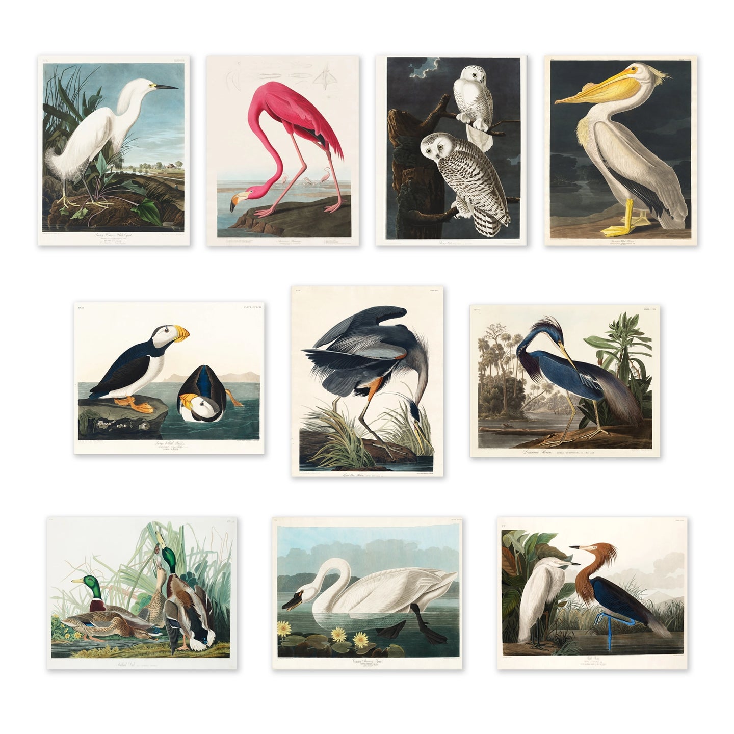 Audubon Birds of America Prints