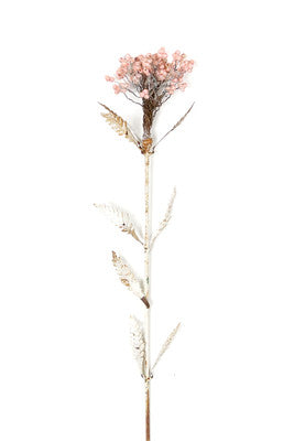 Queen Anne's Lace Everlasting - White