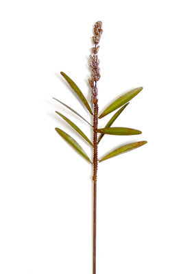 Beaded Prairie Everlasting --Green