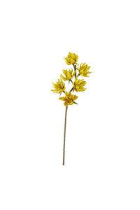 Auburn Yellow Stem