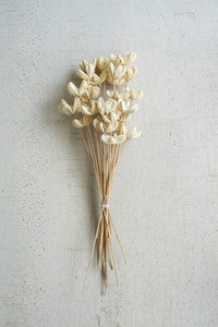 Bundle of Dried Bullet Flowers