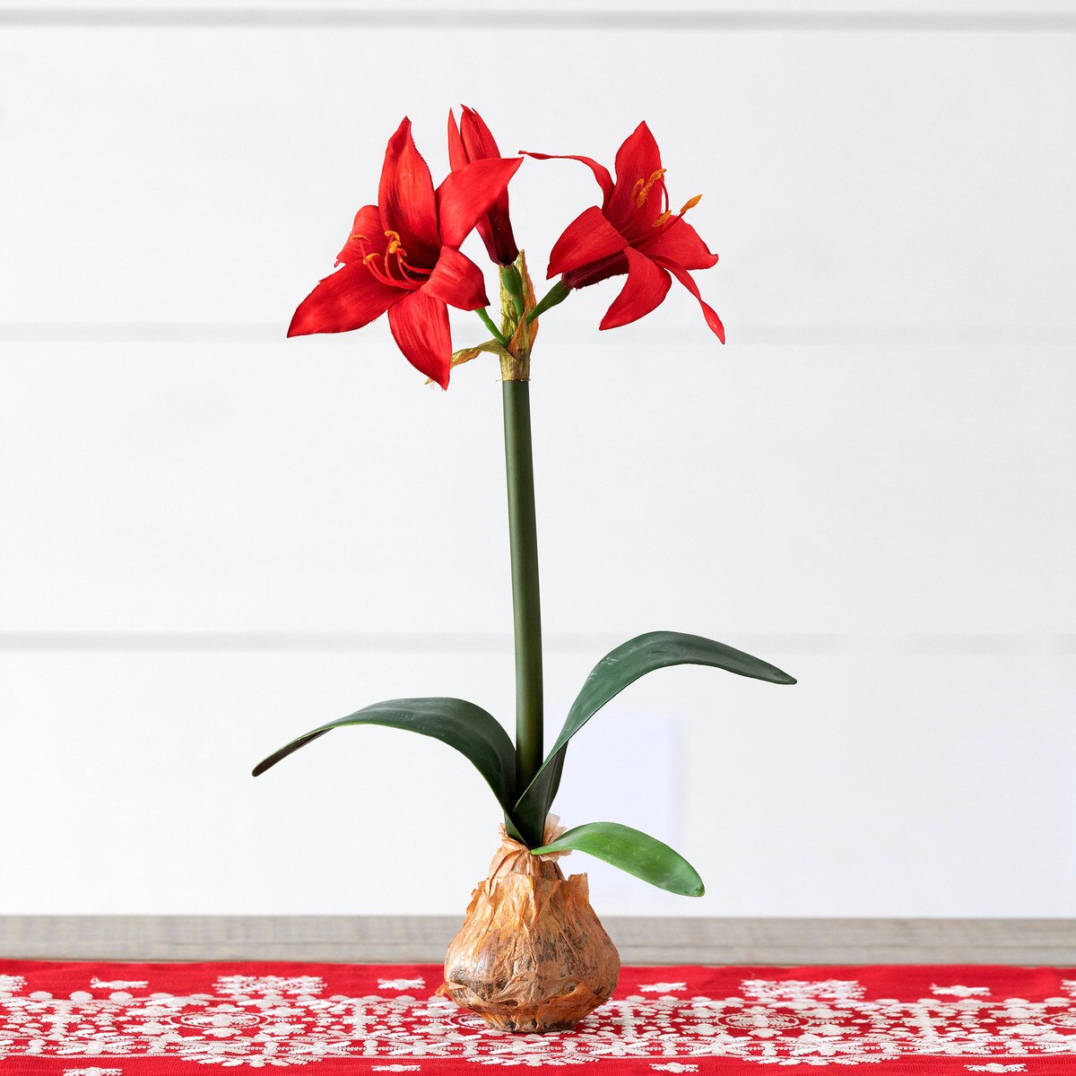 Red Star Amaryllis in Bulb Pot