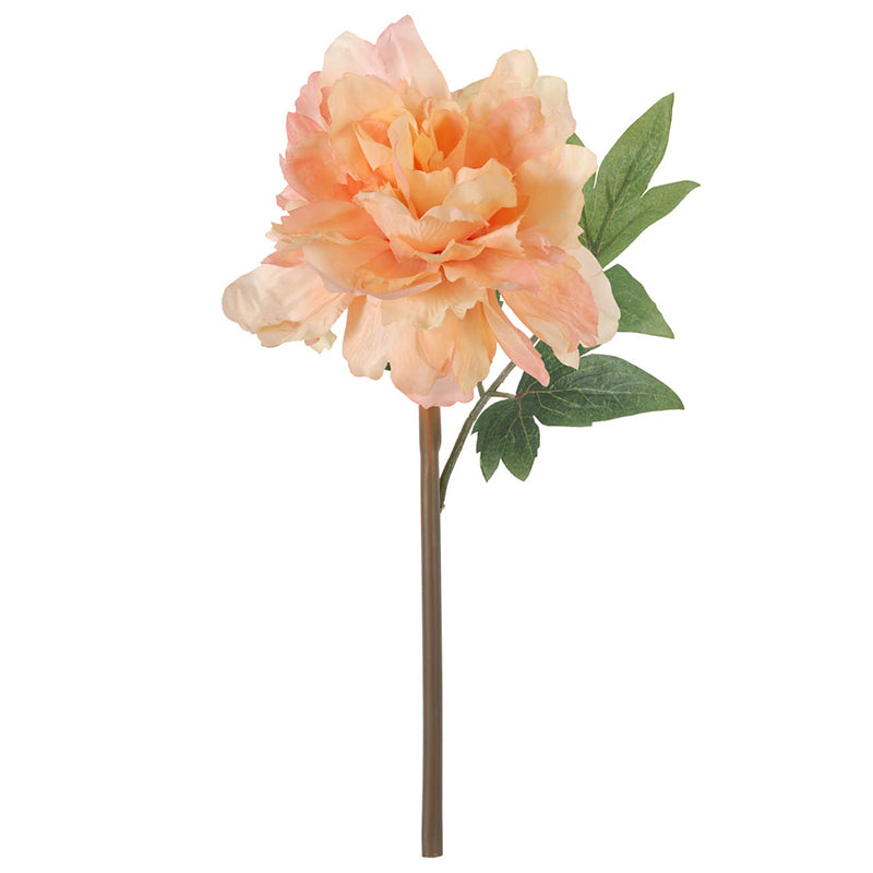 Peach Peony