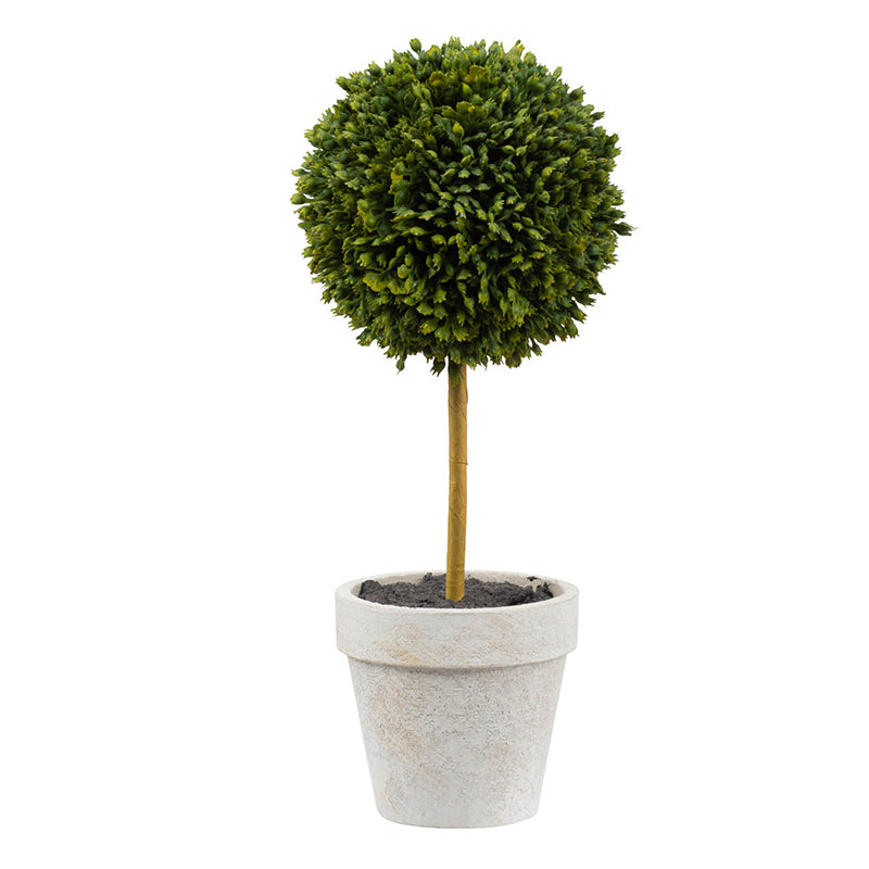 Potted Boxwood Topiaries