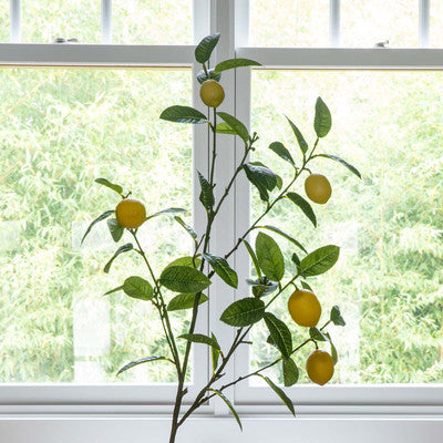 Lemon Branch