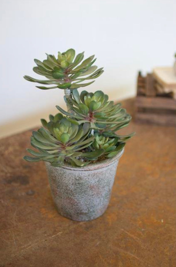 Large Zwartkop Succulent in a Pot