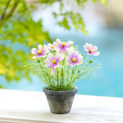 Cosmos Plant in Terra Cotta Pot