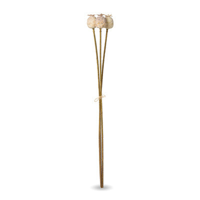 Poppy Pod Bundle